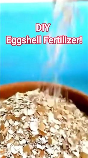 Eggshell Fertilizer!