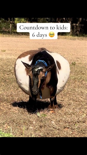 Countdown to Baby Goats: Just 6 Days Left!