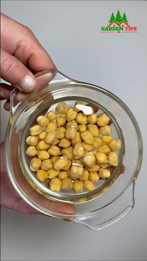How to Grow Chickpeas at Home (Step-by-Step) ⏳🌱 #shorts