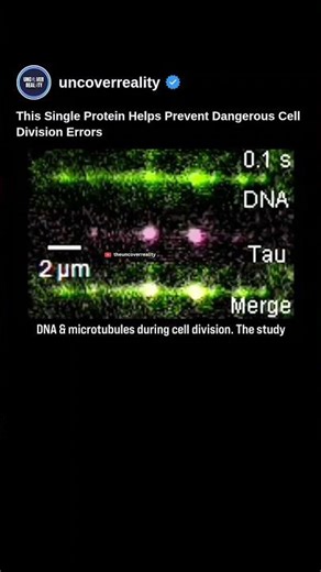 Biology Breakthrough: This Single Protein Help Prevent Dangerous Cell Division Errors #shorts