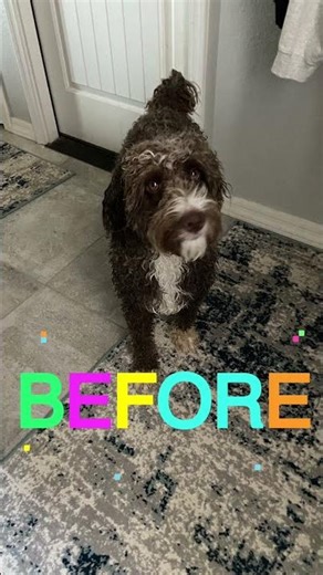 Aussiedoodle 💗Tecdy Diego 🐶🩵