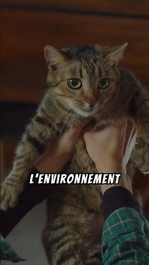 Calmer son chat stressé en 55 secondes