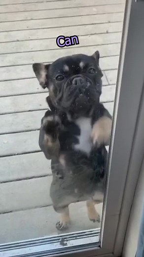 Doggies of TikTok: Hilarious Talking Dogs Voice Over