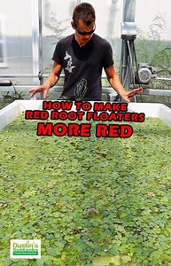 55K views · 975 reactions | How to make RED ROOT FLOATERS MORE RED! Grab yourself some of this FIRE floating aquarium plant while we have it in stock! Shop Now! TANK ON! | Dustin's Fishtanks | Facebook