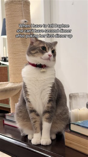 Managing Your Cat's Eating Habits