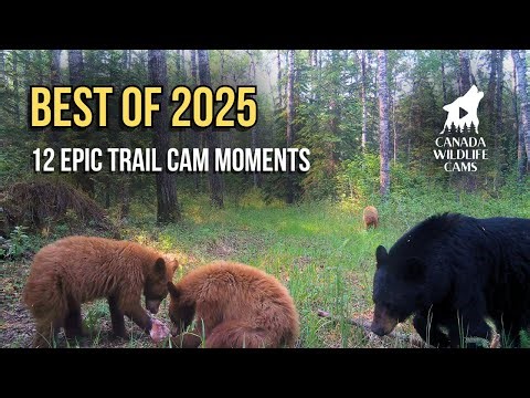TOP 12 Wildlife Moments of 2025 | Rare Cougar, Lynx, Wolf & Epic Bears (My Favorites)