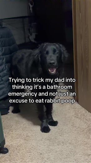Eats the rabbit poop everytime! #dogsoftiktok | dog