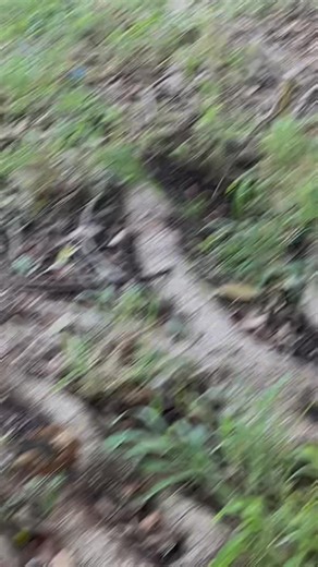 2.9K views · 23 reactions | Found this behind Pep Boys auto!!! Lizard, identification, please?? Miami Fl | 30milesOUT fish'n TV | Facebook