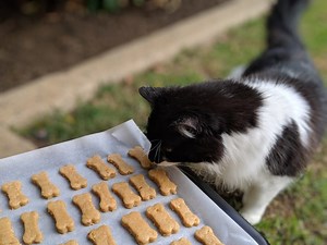 The complete guide to raising a kitten: Part 7 – 7 super simple homemade treats guaranteed to make one happy kitty - RSPCA South Australia