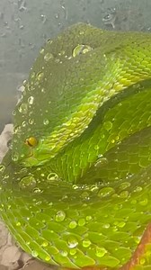 32K views · 1.2K reactions | White Lipped Pit Viper drinking water off her scales! #white #lipped #pitviper #green #snakes #venomoussnakes | Mark’s Reptiles | Facebook