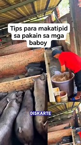 624K views · 3.9K reactions | Tips para makatipid sa pakain sa mga baboy #Madiskarte #fblifestyle #agriculture #localbusiness | Madiskarte | Facebook