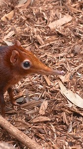 Giant Elephant Shrew: Peak Snootmaxxing Explained