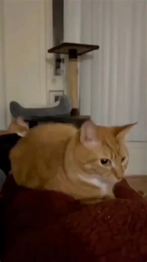 @rartcattos on Instagram: "10/10 bounce - ∧,,,∧ ( • · • ) Follow @rartcattos / づ♡ please DM for credit/removal - #cat #cats #funnycat #funnycats #cutecat"