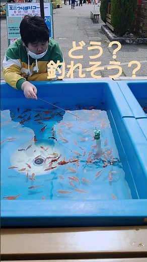 金魚釣り #手取フィッシュランド #石川県 #能美市 #金魚 #金魚釣り #釣り #釣果 #楽しい #たのしい