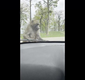 Baboon chews on car