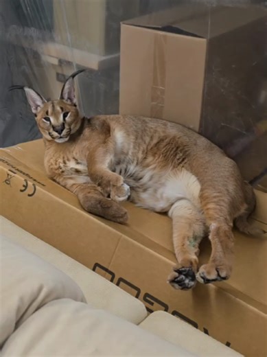 Floppa Gets a Comfy New Bed