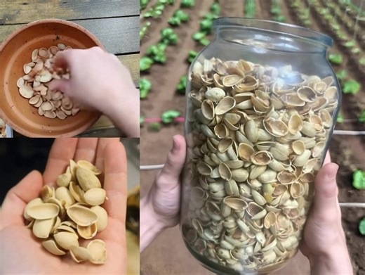 “Stop tossing pistachio shells — your garden will thank you” 🌱 Most people throw them away, but crushed pistachio shells can boost soil, repel pests, and feed your plants naturally. Want to know how to make the magic garden powder? The full guide is in the comments 👇 | All About Everything