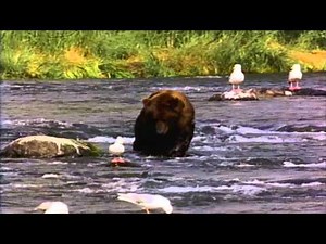 Windows Vista Sample Videos.