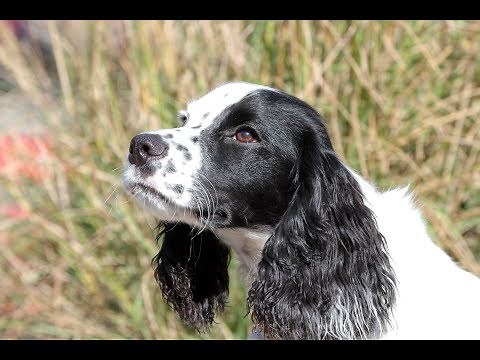 English Cocker Spaniel Training Session