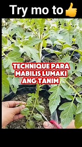 368K views · 1.5K reactions | #pruning #faa #fermented #foliar #ohn #invention #organicgardening #vegetables #viralpost #crop #fertilizer #followforfollowback #satisfying #ornamentals #reelsviralシ #technique #viralpage #Amazing #tips #reels #gardening #viral #diy #highlights #hack #trendingnow #trendingreels | Canaan Fertilizer Foliar Original Main Direct Factory | Facebook