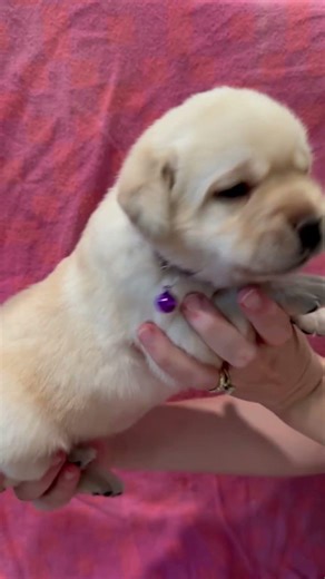 Beautiful yellow Labrador puppy! #puppy #cute #purple #dog #pets