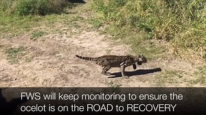 14K views · 252 reactions | Ocelots are "on the road to recovery" in south Texas, due in large part to long term monitoring, a recently updated recovery plan and under the road crossings being constructed on FM106 and state highway 100. | Laguna Atascosa National Wildlife Refuge | Facebook