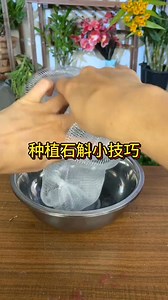 Teach flower lovers a little method to plant Dendrobium without a flowerpot Planting tips Dendrobium Flowers and green plants Dendrobium planting | Donna Martinez