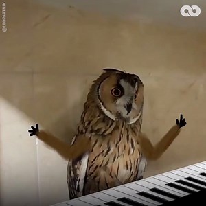 Watch these ordinary clips hilariously come to life through the magic of animation! 😂👏 | The Hook