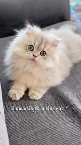 Lightning Bug AKA Bug AKA L.B. 💕 #persiankitten #persiancat #itscorn #beautifulkitten #kitten #christypawpersians | christypawpersians