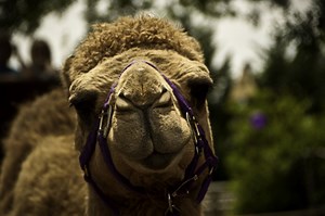 Camel Head