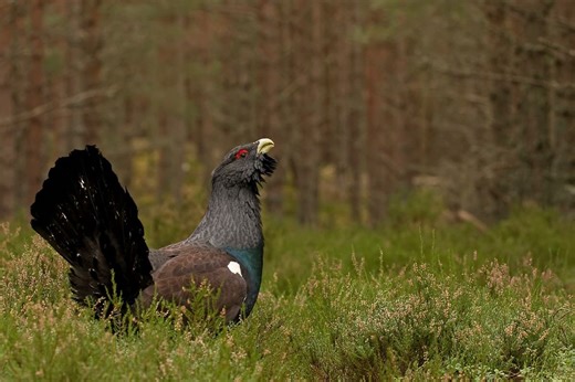 Capercaillie lek footage