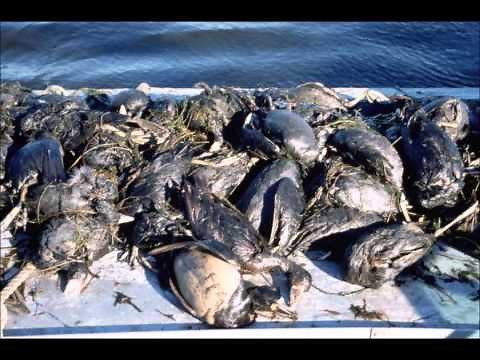 The Dangers of Offshore Drilling