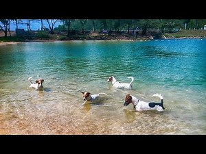 Four Jack Russell Terriers on a Fishing Trip