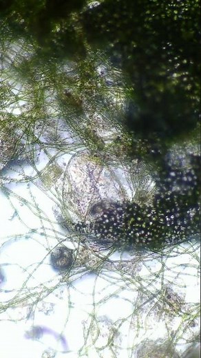 Microscope Lounge | Micro-Life in Motion