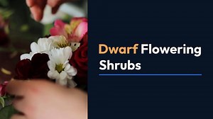 Dwarf Flowering Shrubs