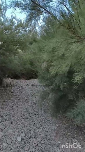 Walking Through Tamarisk Trees | Relaxing Nature Sounds