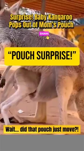 Surprise! Baby Kangaroo Pops Out of Mom’s Pouch #youtubeshort #kangaroo #pouch #baby