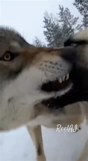 Guardian Dog Stops a Wolf — No Retreat