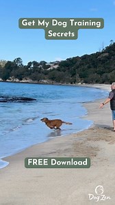 These simple dog training secrets will TRANSFORM the way you train your pup or dog! 🐶😍 Sometimes just a small tweak to the way you communicate with your dog can make a huge difference. After 40 years of training dogs, I know ALL the little tips and tricks that will help teach your dog focus on you, listen, respond and react calmly...EVERY time. If you're struggling with your dog's behaviour or wanting to get off on the right foot with your new pup, these easy-to-follow tips will make a world o