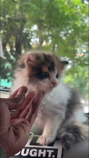 wait for end 🥹#calicocat #persian #cute #kitten #shorts #love
