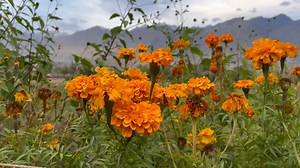 Flowers, Rose, Yellowflowers