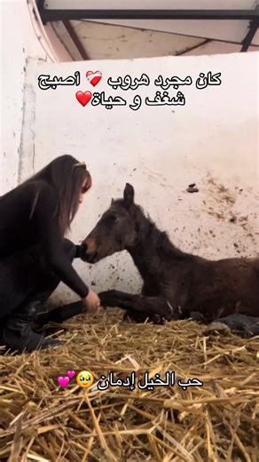 Une passion née d’une blessure ❤️‍🩹#peace #amor❤️ #horsesoftiktok #love #horse