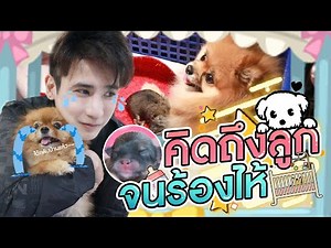 ไปรับฟ่านๆกลับบ้าน เพราะที่ฟาร์มบอกว่าฟ่านๆไม่ยอมกินข้าว,ไม่ยอมนอนพัก (ลูกสาวคิดถึงใจจะขาด)