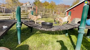 🐐🐐 Kick up your hooves and zoom(ies) into the weekend! . . . 👋 C'mon down to Kids' Farm to meet 9-month-old Nigerian dwarf goats Betty and Wilma! Betty's fur is reddish-brown with white markings. She often seeks attention from her keepers for brushing and from visitors at the fence for pets. Wilma’s fur is blonde with white patches. She is sweet and gentle when she falls asleep on her keepers’ laps, but sassy when they take her on walks around the Kids’ Farm! | Smithsonian’s National Zoo and 