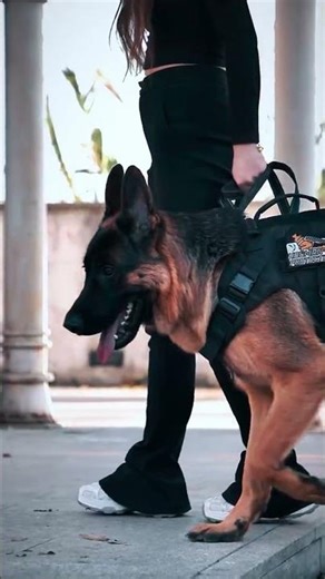 I chose this one for my protection. How is the name of this breed? #pets #dog