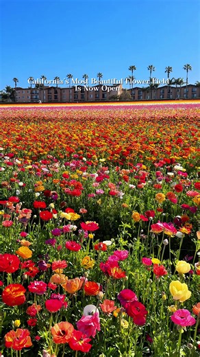 These famous flower fields are blooming 🌺🌼 Walking through 55 acres of vibrant ranunculus flowers at the Flower Fields felt like stepping into a real-life painting. The bloom season starts now and ends around May 10, and online reservations are required, so be sure to book ahead before the fields close for the year. 📍 @the_flower_fields The Flower Fields at Carlsbad Ranch 5704 Paseo Del Norte, Carlsbad, CA 92008 🎥 Filmed April 2025 𝑯𝒊 👋 𝑰’𝒎 𝑱𝒂𝒛! 𝑰 𝒔𝒉𝒂𝒓𝒆 𝒖𝒏𝒊𝒒𝒖𝒆 𝒆𝒙𝒑𝒆𝒓�