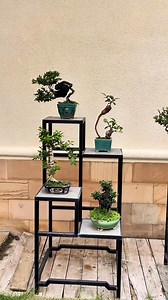 Good morning from Hong Kong 🇭🇰 嶺南3寶：海島黑檀 海島羅漢松 海島黃楊 Lingnan 3 major species: Black ebony Buddhist pine Buxus (all growing from islands nearby Hong Kong 🇭🇰) | Hong Kong Bonsai Pots