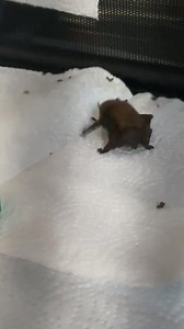 3.2K views · 177 reactions | Our gorgeous pipistrelle bat finding his...