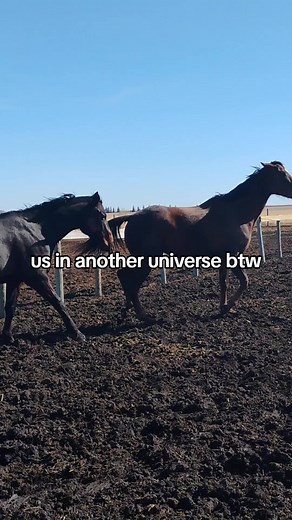 #horses #horsesoftiktok #fyp #usinanotheruniverse #cute #relatable #real #viral