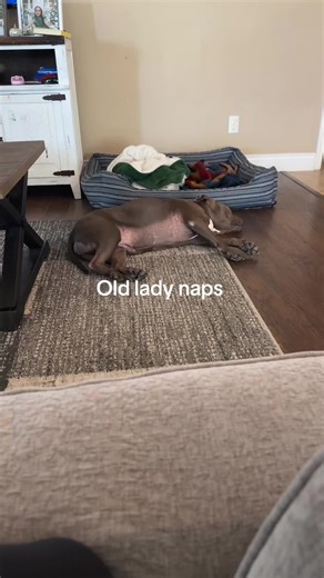 Chasing the vacuum is hard work 😅 #pittiesoftiktok #seniordog #lazyday